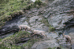 Alpine ibexes