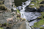 Alpine ibexes