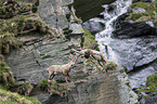 Alpine ibexes