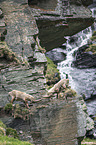 Alpine ibexes