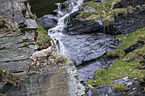 Alpine ibex