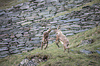 Alpine ibexes