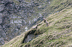 Alpine ibexes