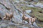 Alpine ibexes