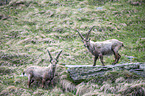 Alpine ibexes