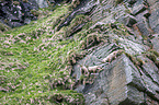 Alpine ibexes
