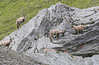 alpine ibexes