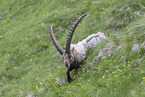 walking alpine ibex