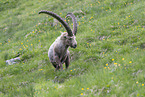 walking alpine ibex