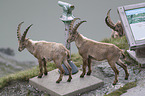 alpine ibex