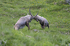 fighting alpine ibexes