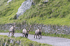 alpine ibexes