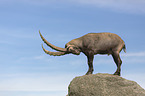 standing alpine ibex