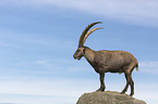 standing alpine ibex