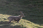 standing alpine ibex