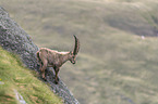 standing alpine ibex