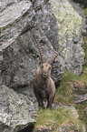 standing alpine ibex