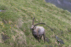 standing alpine ibex