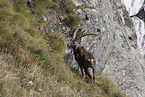 Alpine ibex