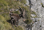 Alpine ibex