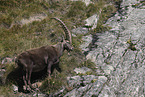 Alpine ibex