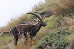 Alpine ibex