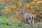 Alpine ibex