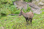 Alpine ibex