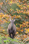 Alpine ibex
