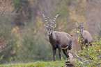 Alpine ibex