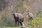 Alpine ibex