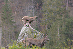 Alpine ibex