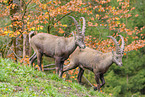 Alpine ibex