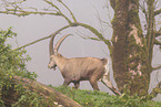 Alpine ibex