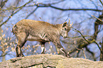 Alpine ibex