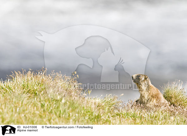Alpenmurmeltier / Alpine marmot / HJ-01006