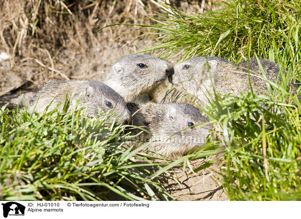 Alpenmurmeltiere / Alpine marmots / HJ-01010