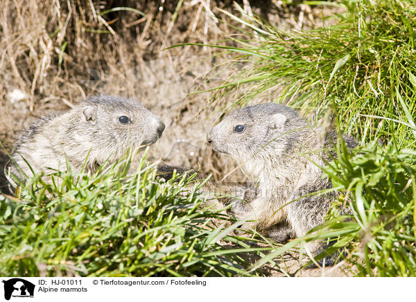Alpenmurmeltiere / Alpine marmots / HJ-01011