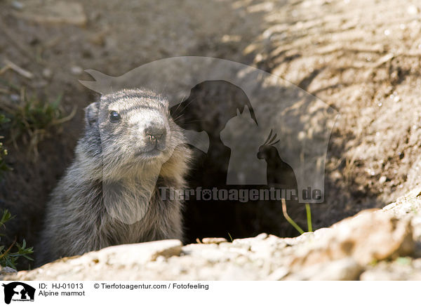Alpenmurmeltier / Alpine marmot / HJ-01013