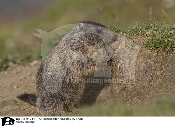 Alpenmurmeltier / Alpine marmot / AT-01214