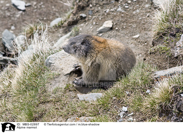 Alpenmurmeltier / Alpine marmot / MBS-02897