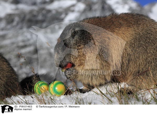 Alpine marmot / PW-01463
