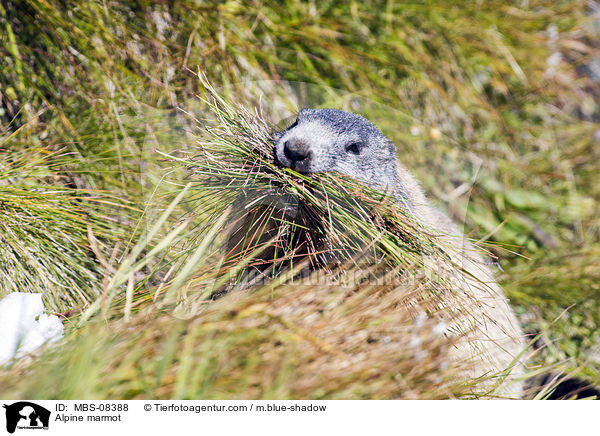 Alpenmurmeltier / Alpine marmot / MBS-08388