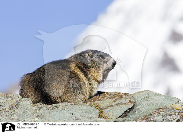 Alpine marmot / MBS-08395
