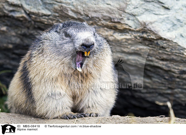Alpenmurmeltier / Alpine marmot / MBS-08418