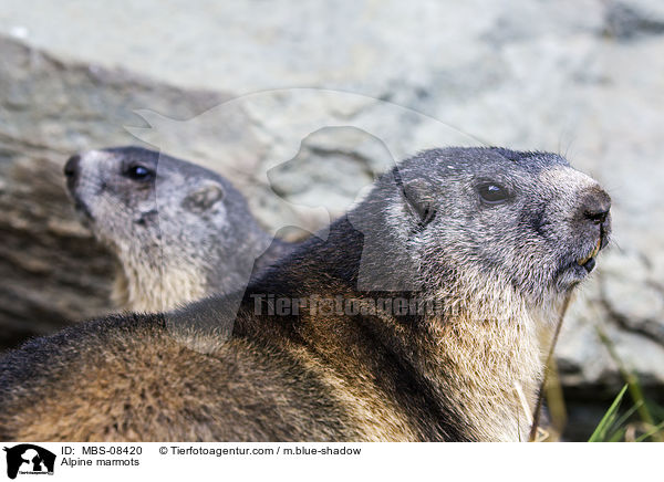 Alpine marmots / MBS-08420