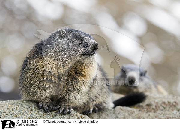 Alpine marmots / MBS-08424