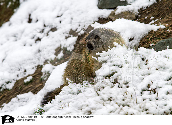 Alpenmurmeltier / Alpine marmot / MBS-08449