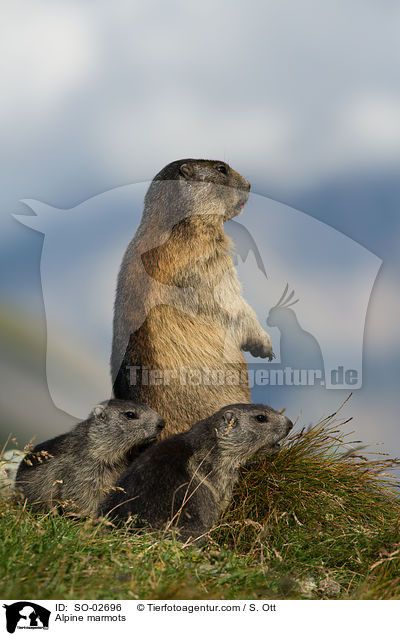 Alpine marmots / SO-02696