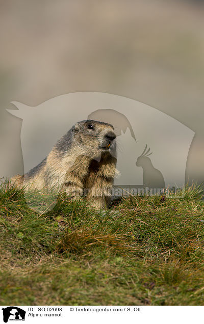 Alpine marmot / SO-02698